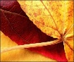 - Autumn Leaves -