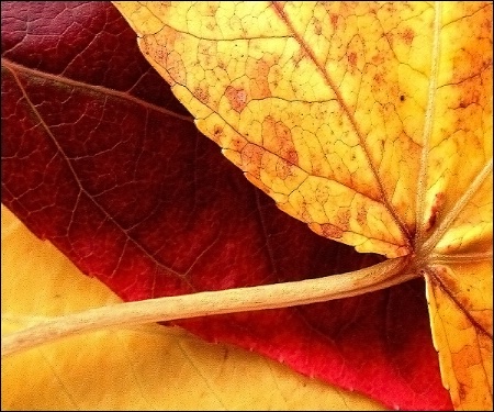 - Autumn Leaves -