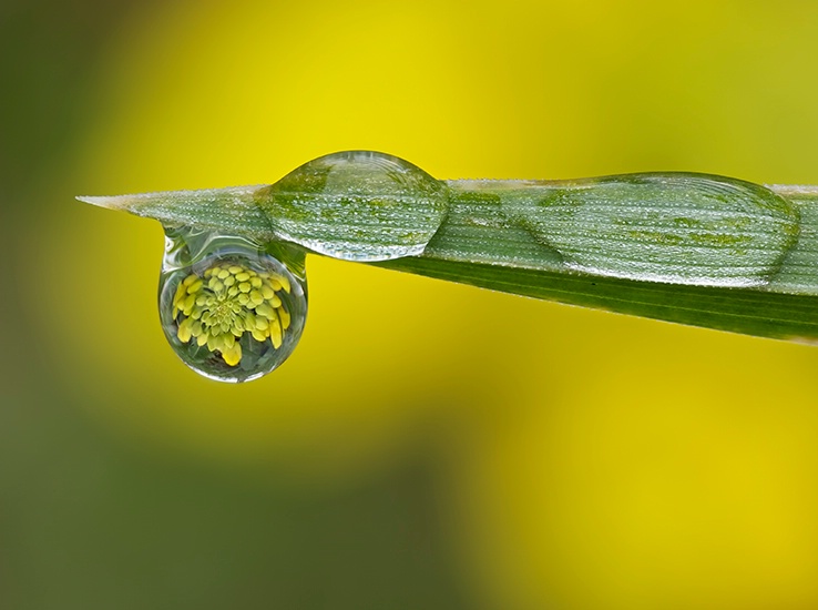 Morning in a Dewdrop