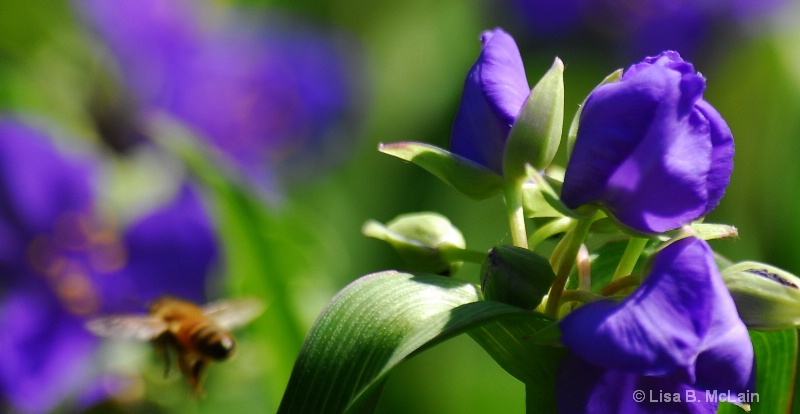 Purple Flowers / Bee 