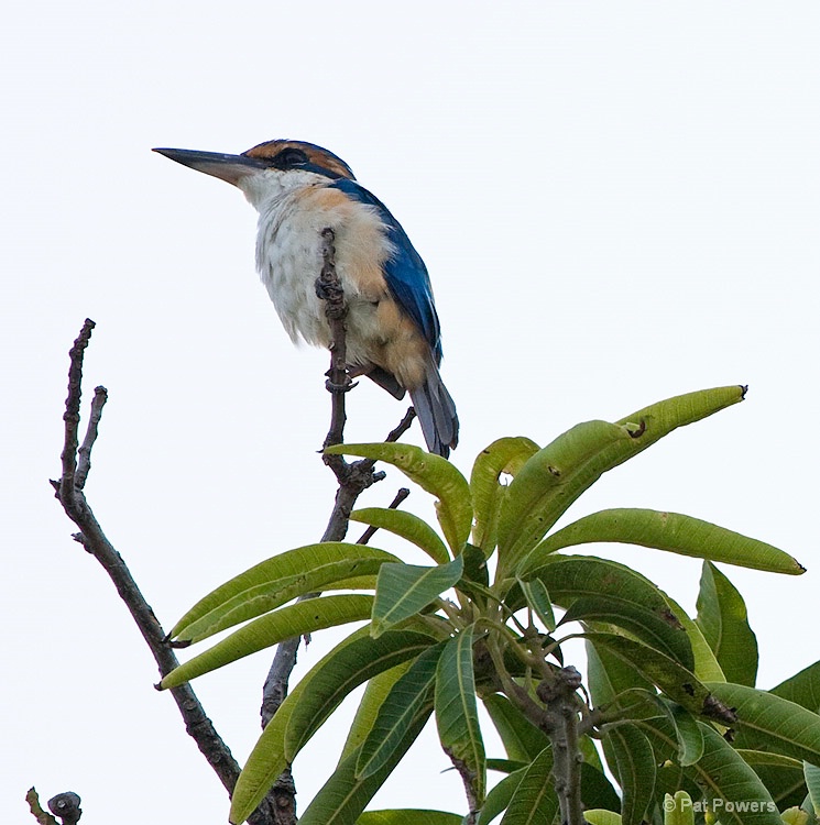 Kingfisher, Fiji - ID: 8226102 © Pat Powers