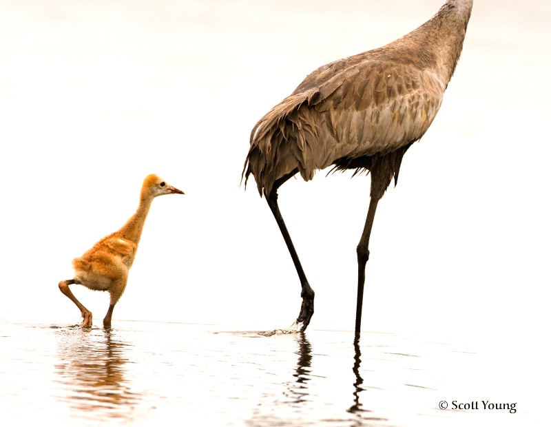 Walk This Way; Myakka River St. Park, Fla. - ID: 8226408 © Richard S. Young