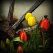 Tulips and Spokes