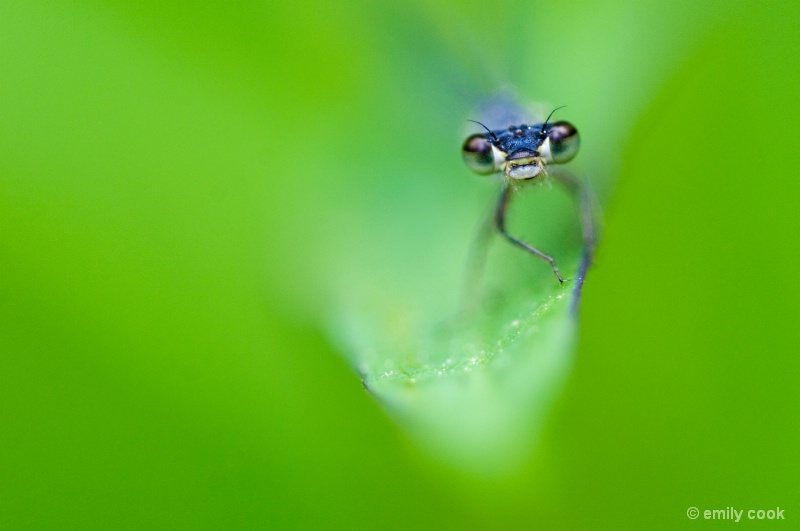 Spring Damselfly