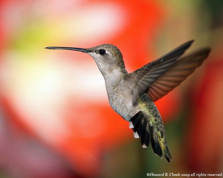 Hummer & Amaryllis