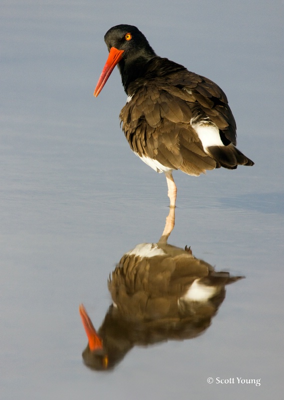 Oyster Catcher 2, Ft. DeSoto, FL - ID: 8231000 © Richard S. Young