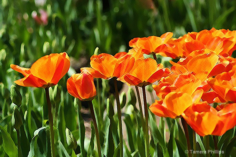 Tulip Passion