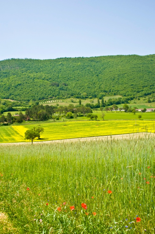 Farmland, Umbria, Italy - ID: 8231437 © Larry J. Citra