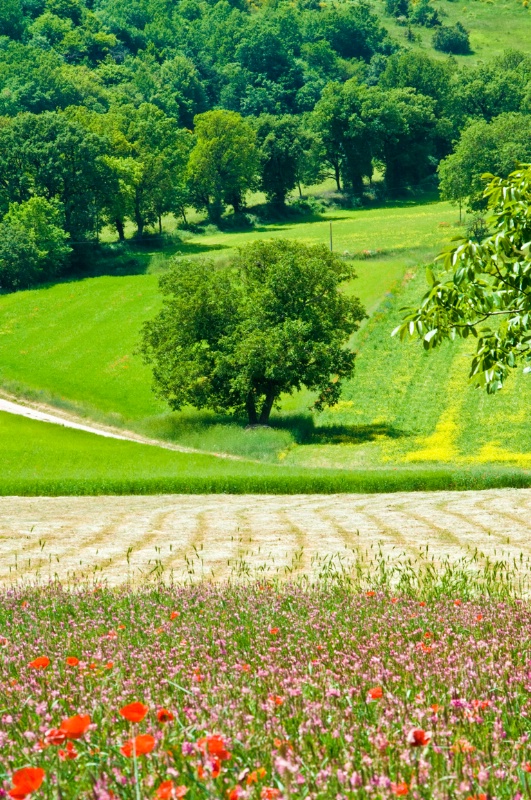 Farmland, Umbria, Italy - ID: 8231440 © Larry J. Citra