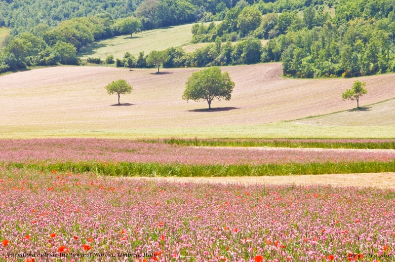 Farmland, Umbria, Italy - ID: 8231443 © Larry J. Citra