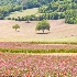 2Farmland, Umbria, Italy - ID: 8231443 © Larry J. Citra