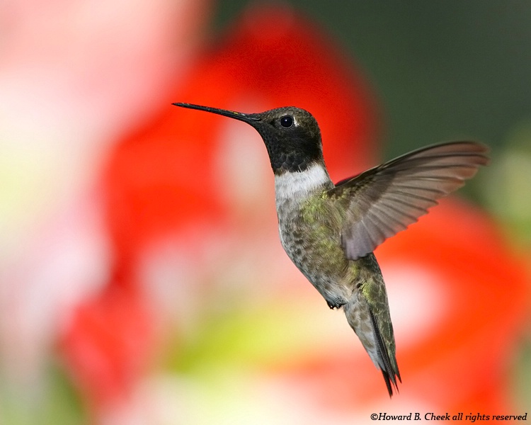 Black-chinned Hummer (male)