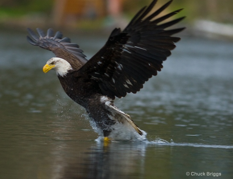 Bald Eagle and Trout