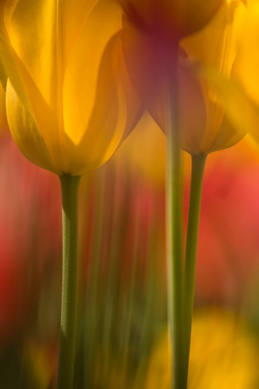 Spring Bloom Tulips 