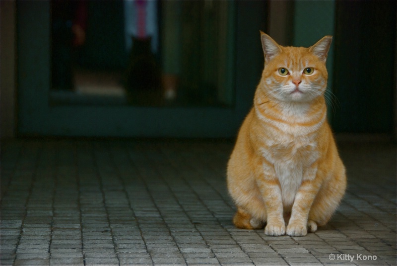Another Garfield Pose - Near Omoto Sando - ID: 8233580 © Kitty R. Kono