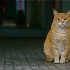 © Kitty R. Kono PhotoID# 8233580: Another Garfield Pose - Near Omoto Sando