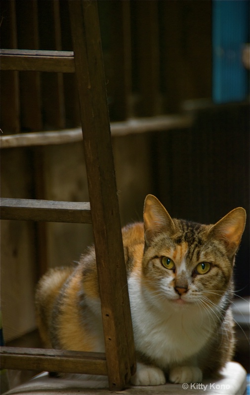 Kitty with Orange Ears - Road to Nishimachi