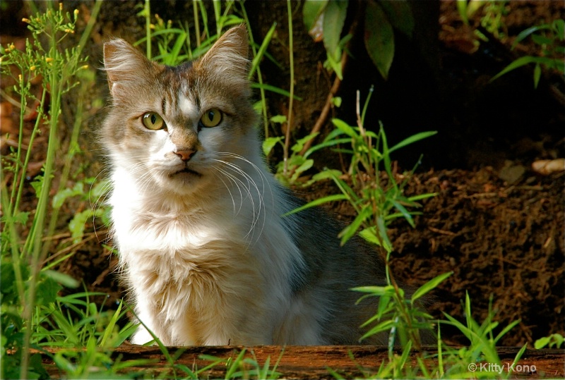 Pretty Kitty Framed by Green - Nearby Cemetery - ID: 8233590 © Kitty R. Kono