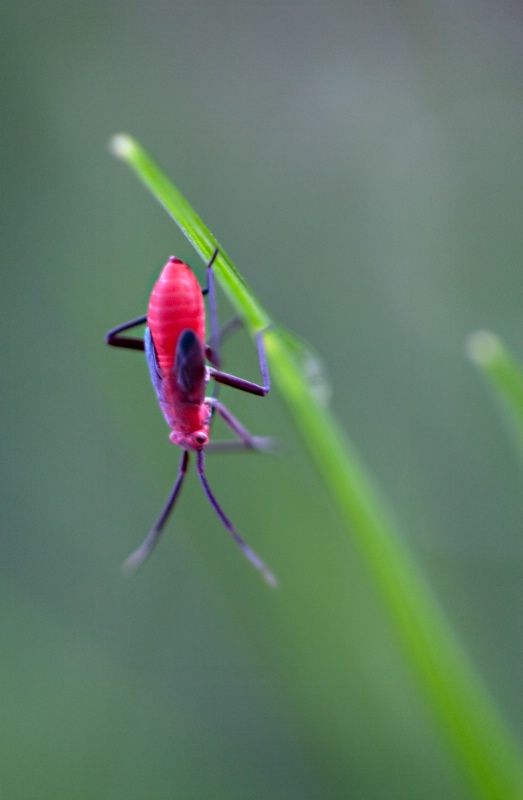 Little Red Bug