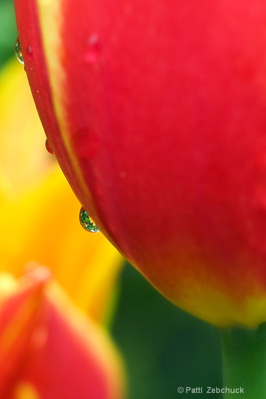 Colourful Dew Drop