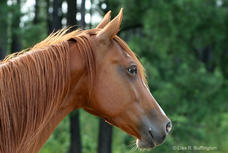 Beauty at Attention II - ID: 8235365 © Lisa R. Buffington