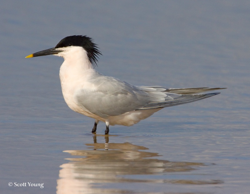 Sandwich Tern, Ft. DeSoto, FL - ID: 8236985 © Richard S. Young