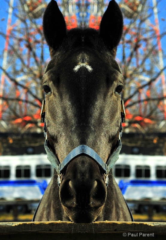 Montreal Police's Horse - ID: 8237139 © paul parent