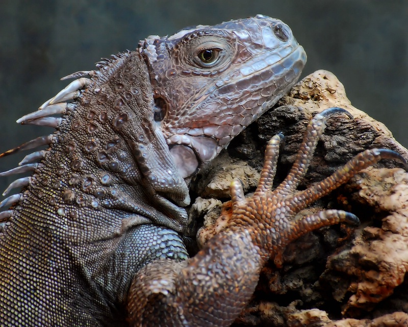 Fascinating Lizard