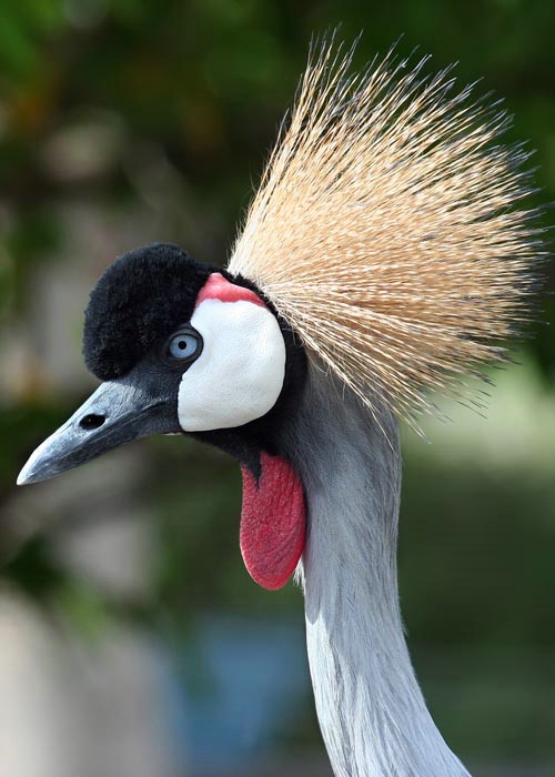 East African Crowned Crane
