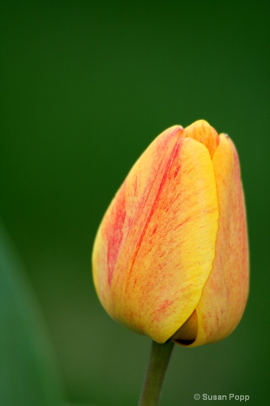 Promise of spring - ID: 8242981 © Susan Popp