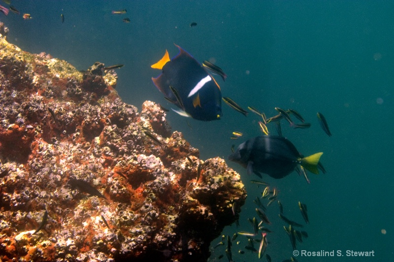 underwater - ID: 8243583 © ROSALIND S. STEWART