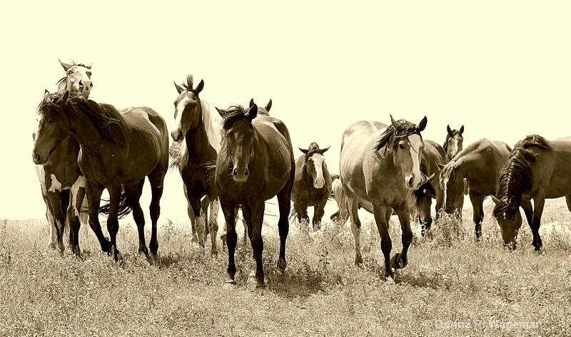 Thundering Hooves - On The Ranch