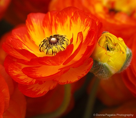 Fire Red Ranunculus