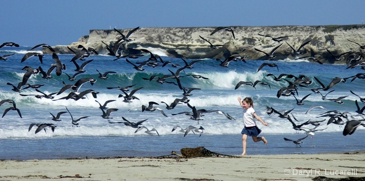 Running with the Gulls - ID: 8249123 © Daryl R. Lucarelli