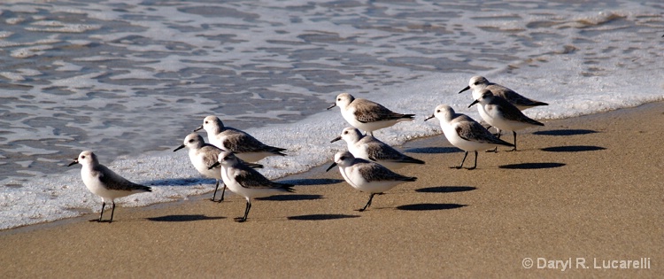 Shorebirds  - ID: 8249124 © Daryl R. Lucarelli