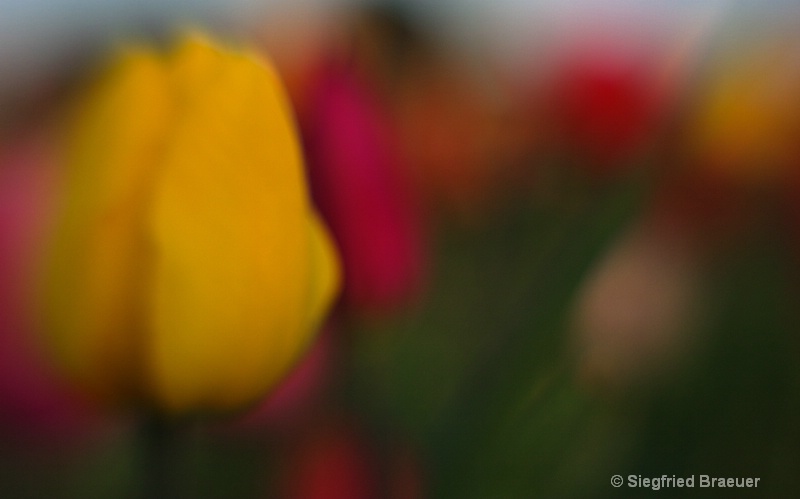 Yellow Tulip - Lensbaby
