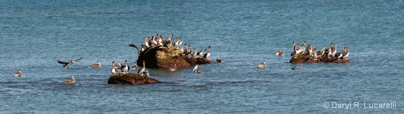 Sea Gulls at Doheny Rock - ID: 8249134 © Daryl R. Lucarelli