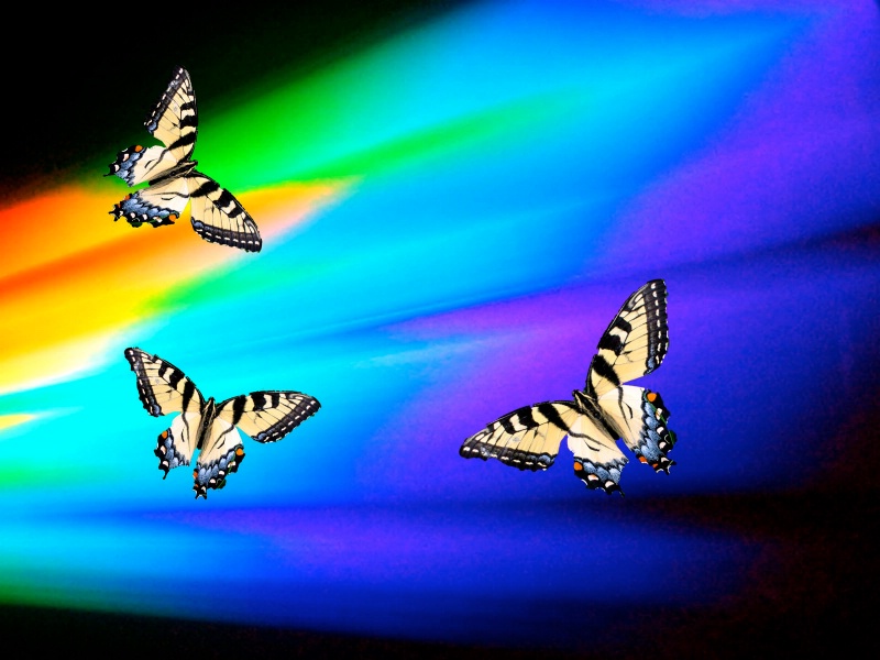 "Butterfly Heaven"