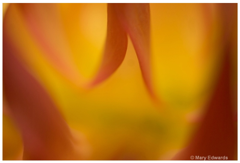 Macro - Inside of an Orange Flower