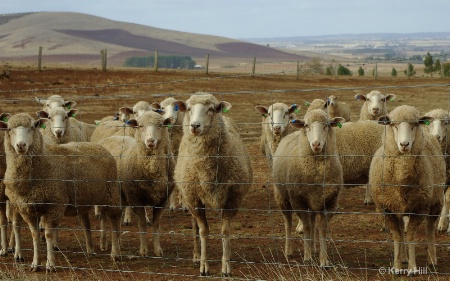 What are Ewe's looking at?