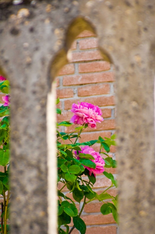 Rose Through Fence, Cemetary, Todi Umbria - ID: 8256238 © Larry J. Citra