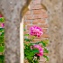 2Rose Through Fence, Cemetary, Todi Umbria - ID: 8256238 © Larry J. Citra