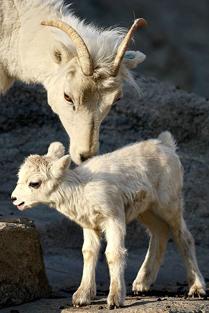 Mama and the Brand New Lamb