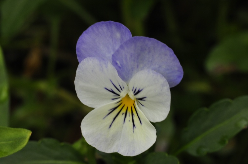 Viola