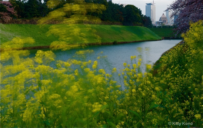 Yellow Weeds of Spring - Tokyo - ID: 8257127 © Kitty R. Kono
