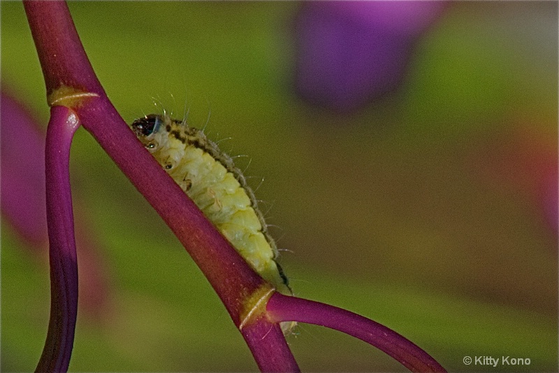 Green Caterpillar on a Pink Stem
