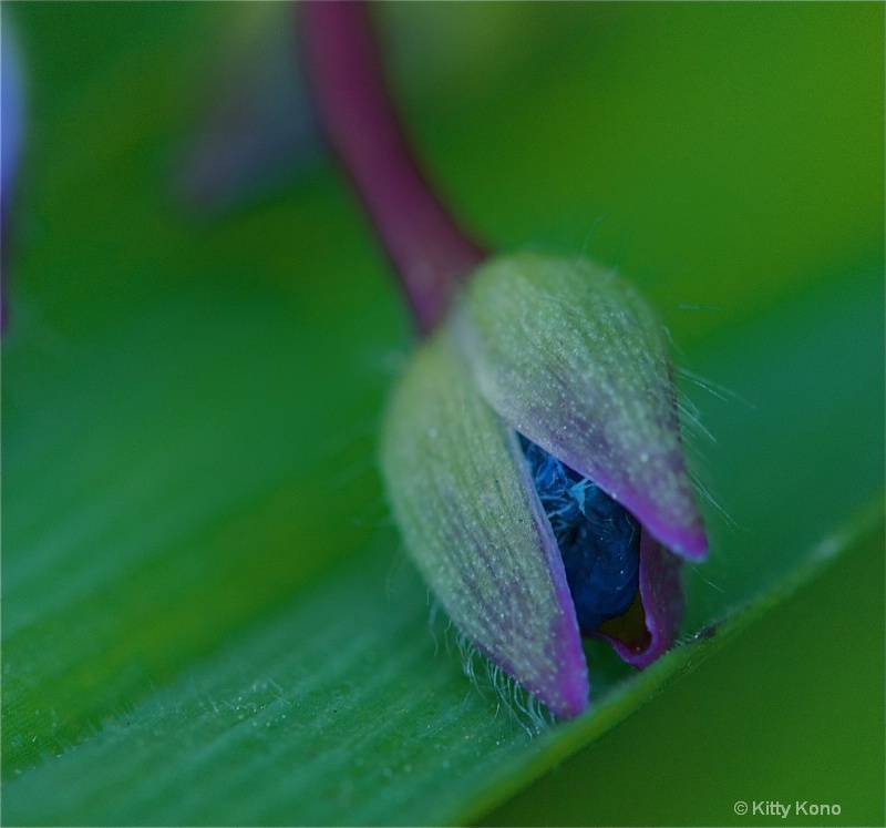 Wildflower Bud - ID: 8257133 © Kitty R. Kono