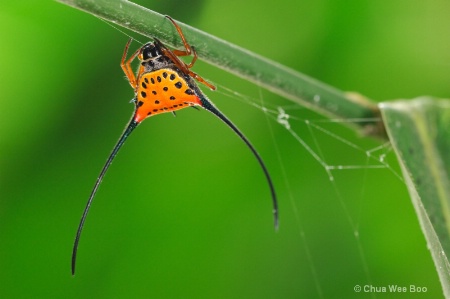 Horned Spider