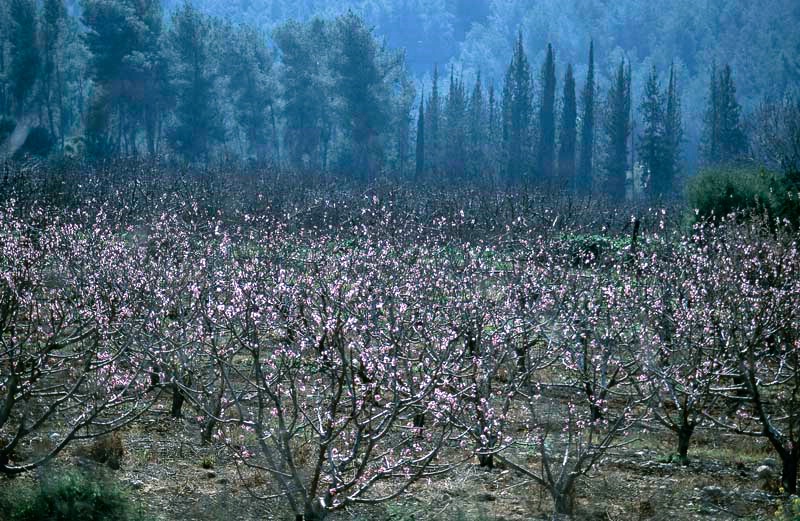 Plantation blossom at Emek Haela