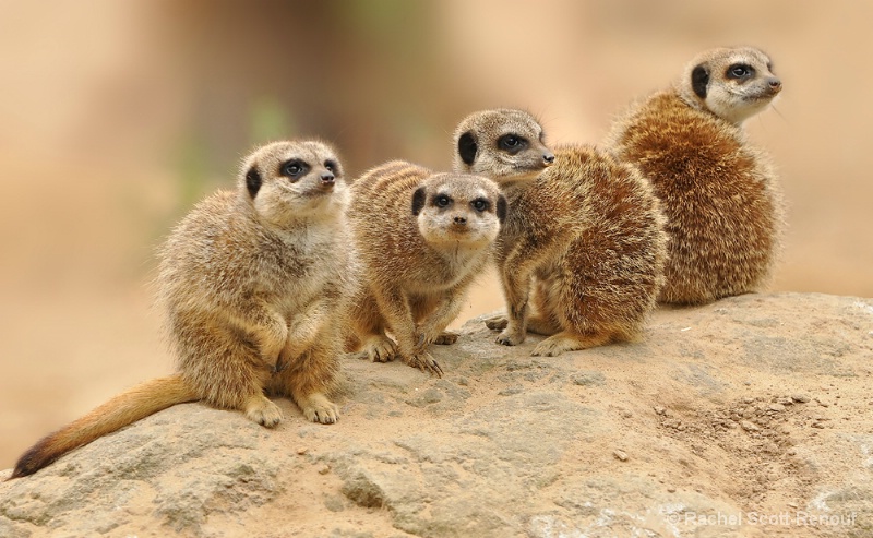 Meerkats